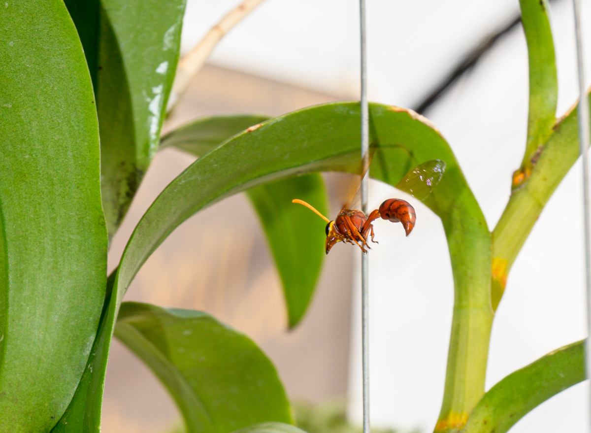 Click image for larger version

Name:	wesp-9.jpg
Views:	107
Size:	775.6 KB
ID:	154791