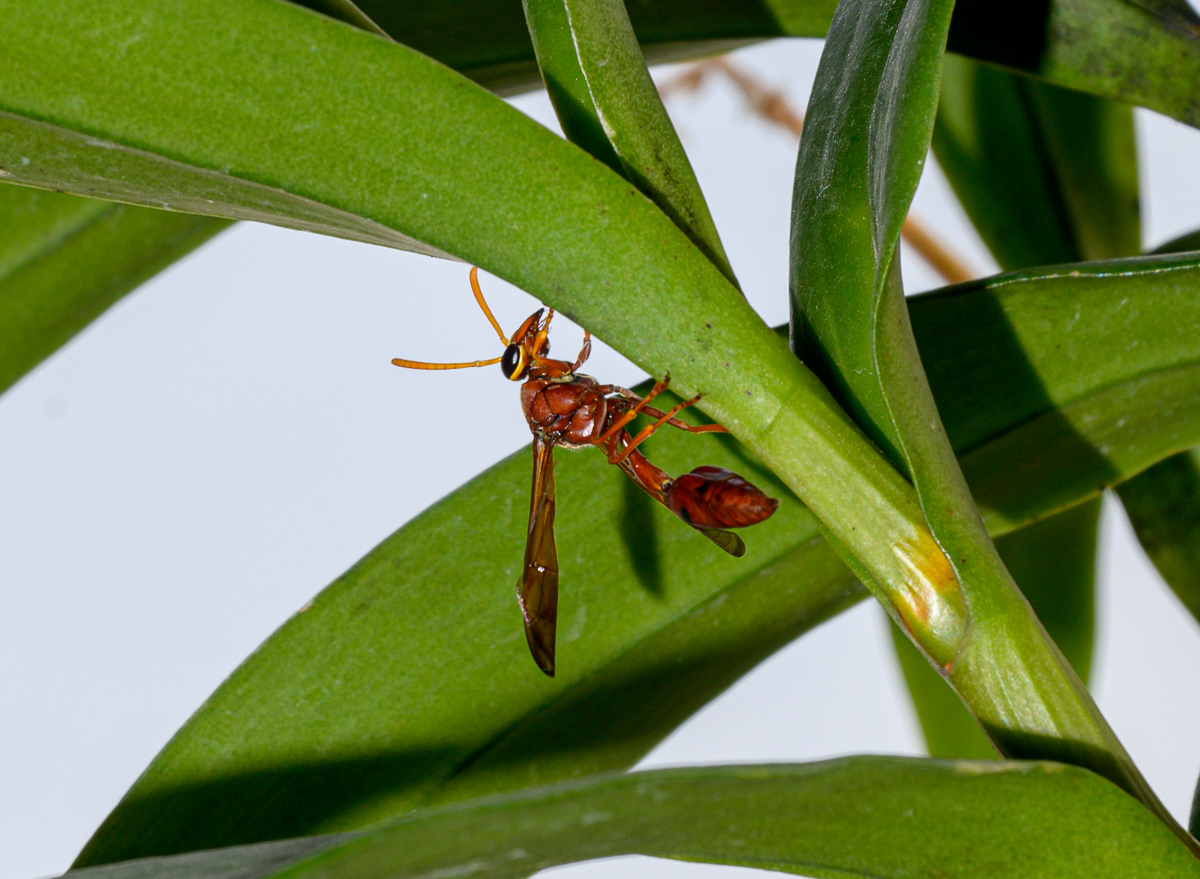 Click image for larger version

Name:	wesp-10.jpg
Views:	104
Size:	891.7 KB
ID:	154793