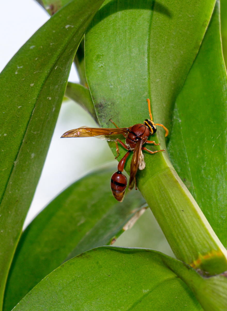 Click image for larger version

Name:	wesp-6.jpg
Views:	109
Size:	1.07 MB
ID:	154792