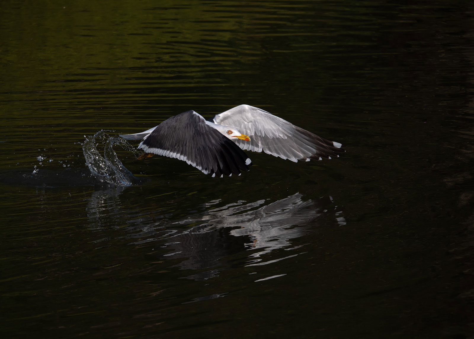 Click image for larger version

Name:	46750941855_607d0b6772_o.jpg
Views:	39
Size:	226.9 KB
ID:	154819