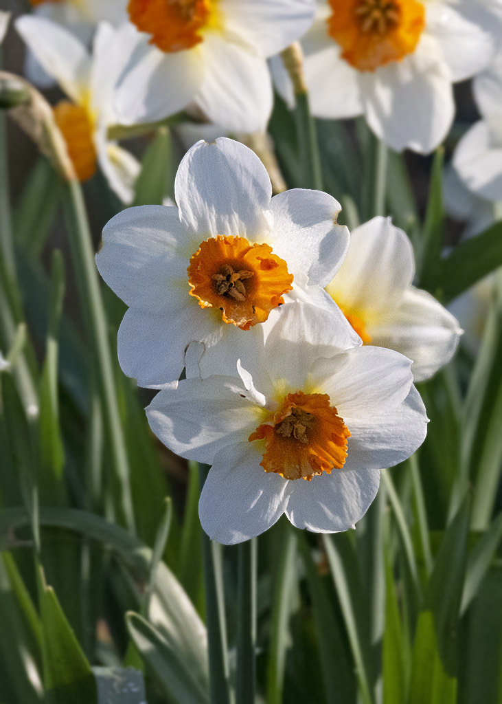 Click image for larger version

Name:	P1120938.jpg
Views:	107
Size:	188.6 KB
ID:	154885