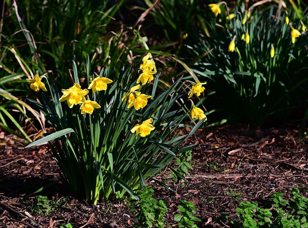 Click image for larger version

Name:	DSC_3796.jpg
Views:	106
Size:	273.3 KB
ID:	154934