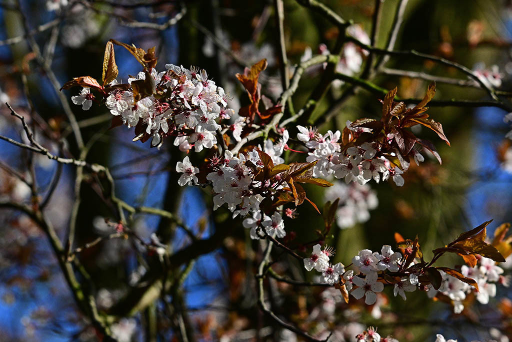 Click image for larger version

Name:	DSC_3798.jpg
Views:	107
Size:	199.9 KB
ID:	154936