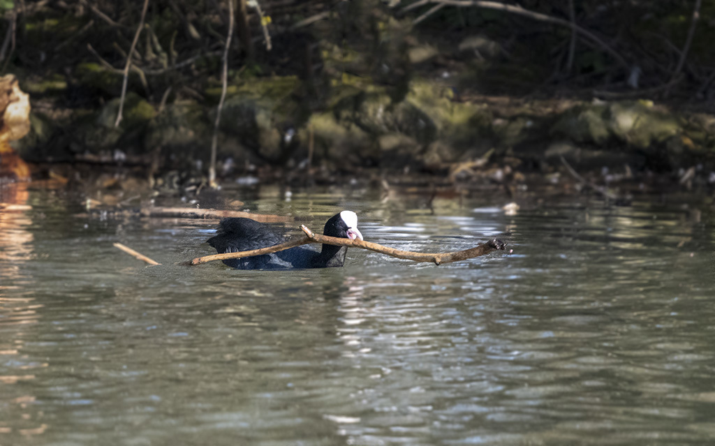 Click image for larger version

Name:	DSC_3878.jpg
Views:	76
Size:	201.5 KB
ID:	154948