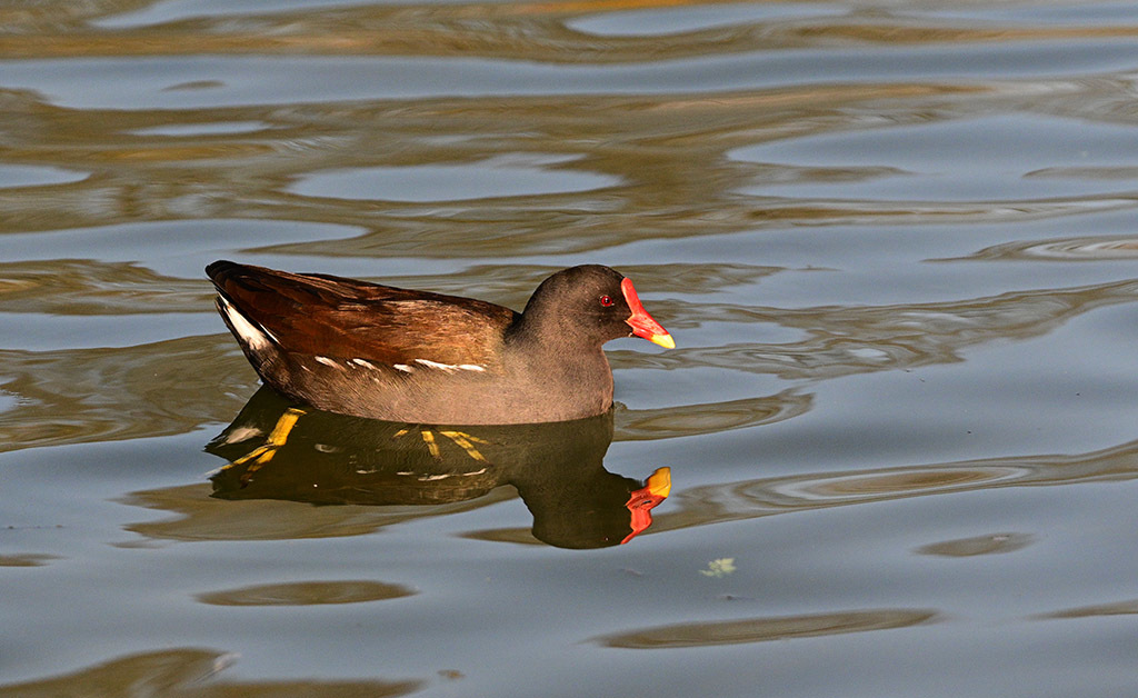 Click image for larger version

Name:	DSC_3809.jpg
Views:	29
Size:	201.8 KB
ID:	154979