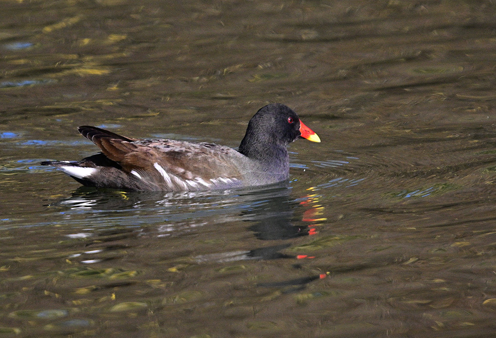 Click image for larger version

Name:	DSC_3881.jpg
Views:	30
Size:	335.4 KB
ID:	154980