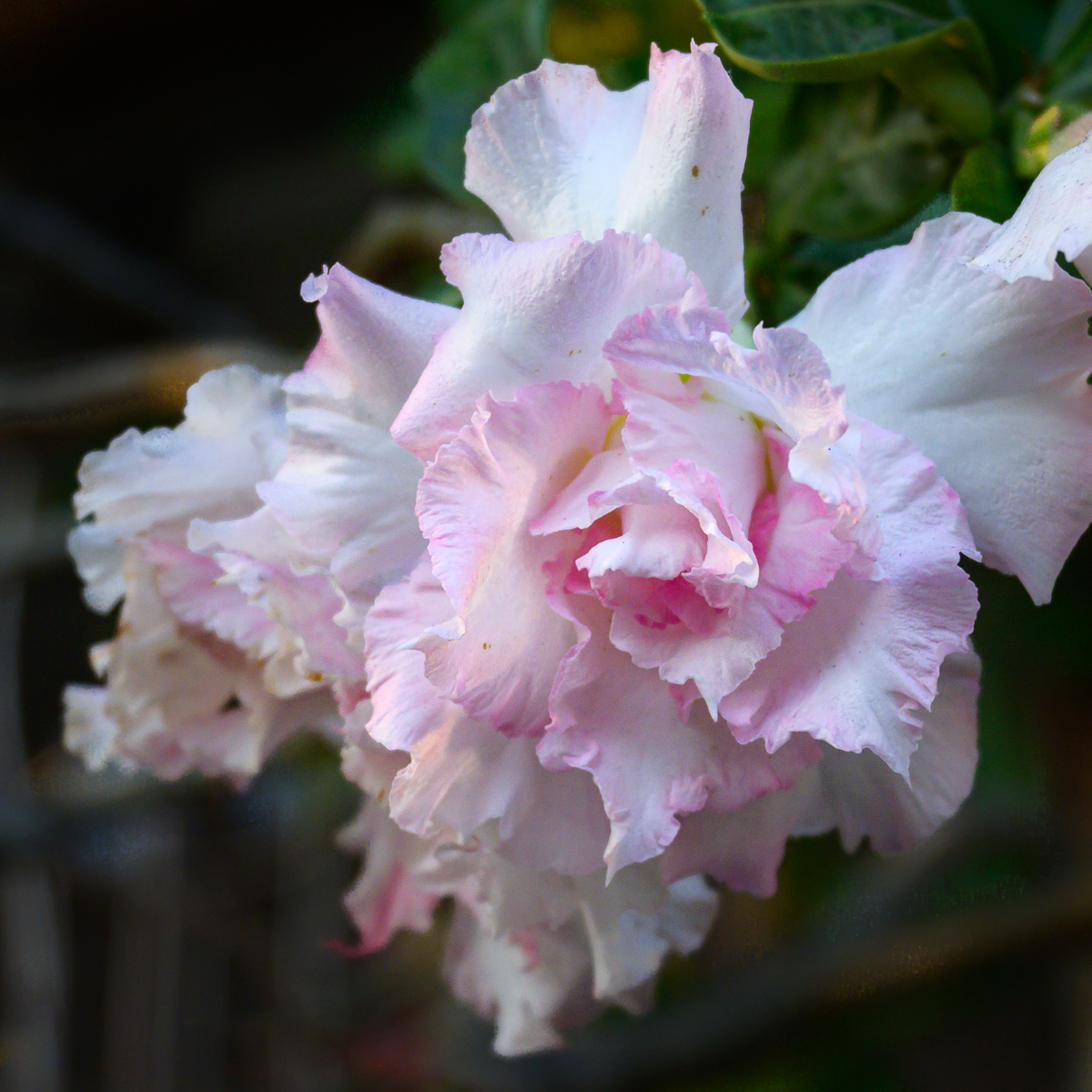 Click image for larger version

Name:	pinkish-flower-1-2.jpg
Views:	98
Size:	1.13 MB
ID:	154999