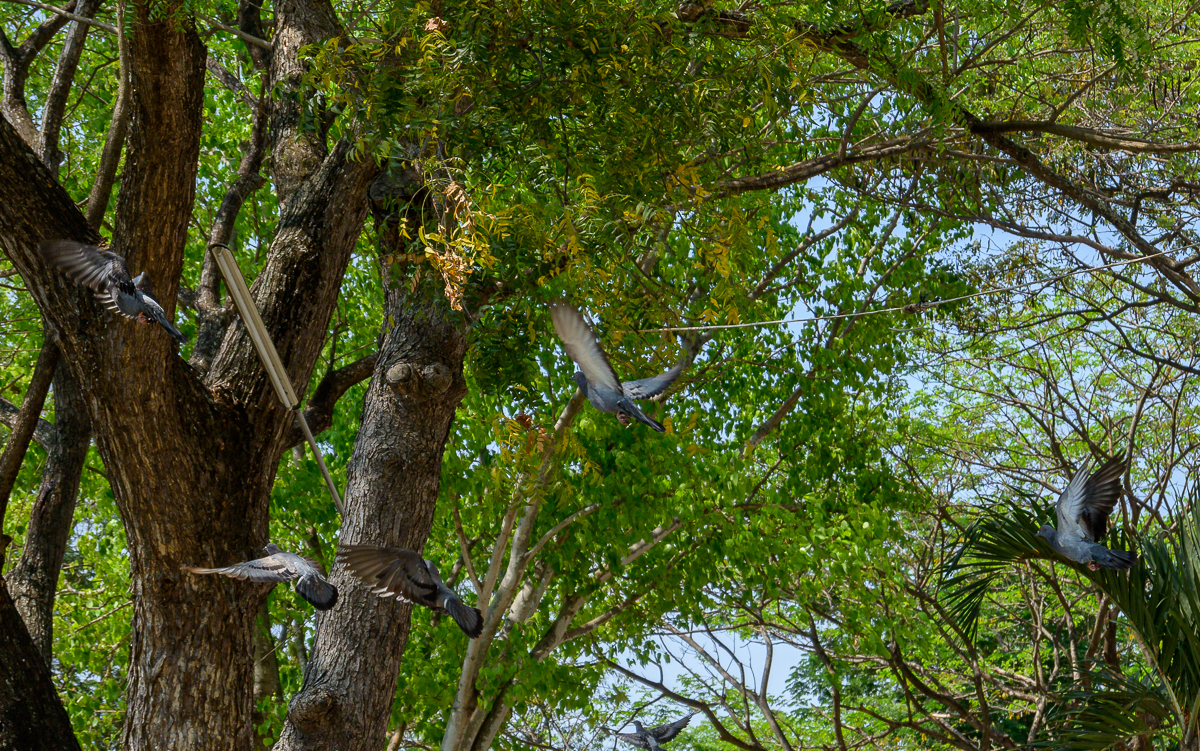 Click image for larger version

Name:	bif-2.jpg
Views:	67
Size:	1.56 MB
ID:	155018