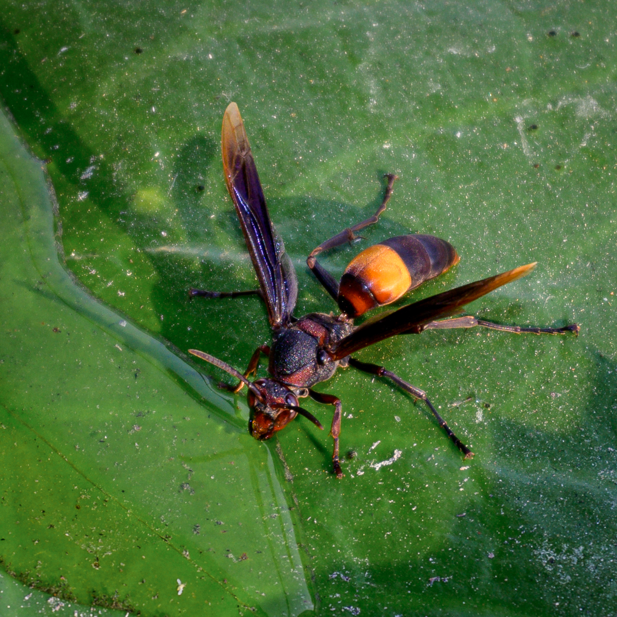 Click image for larger version

Name:	wasp-1.jpg
Views:	81
Size:	1.41 MB
ID:	155021