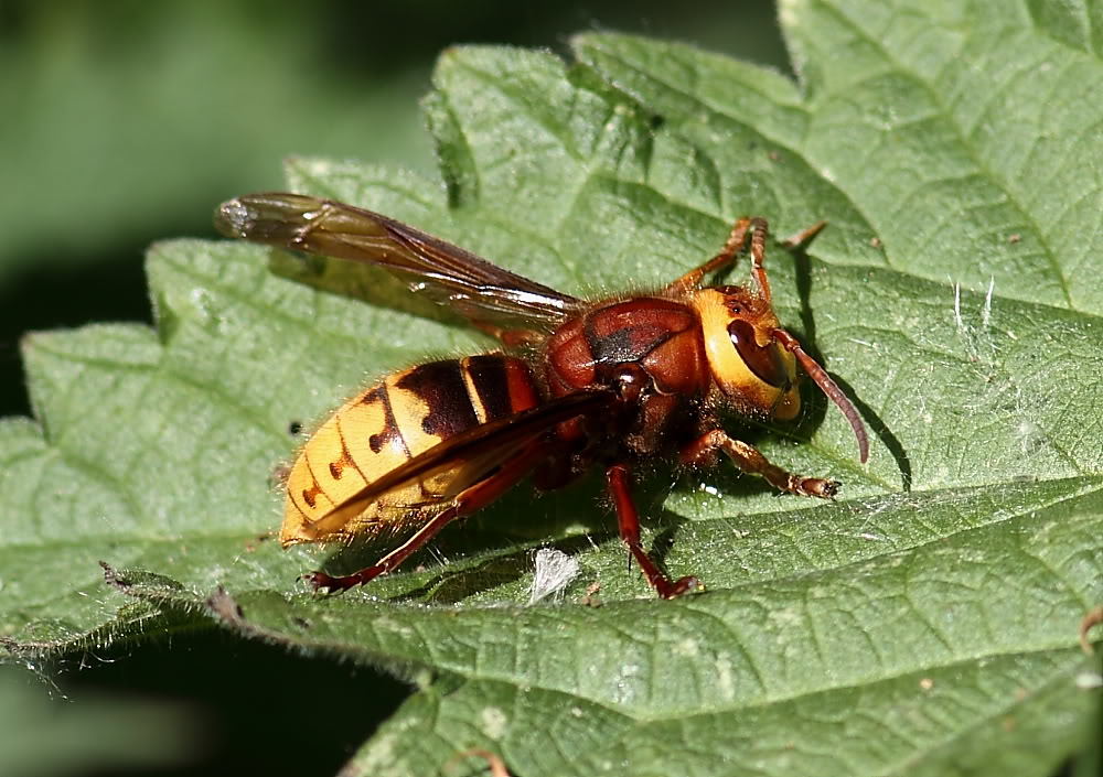 Click image for larger version  Name:	IMG_9375.jpg Views:	0 Size:	122.4 KB ID:	155057