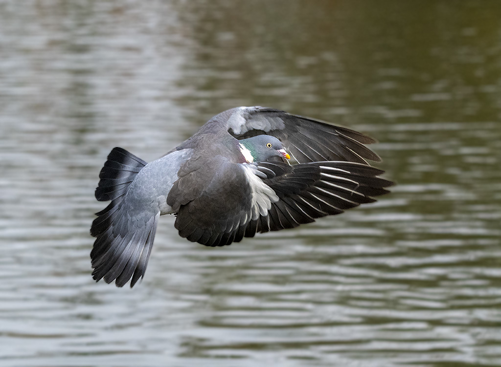 Click image for larger version

Name:	DSC_3893.jpg
Views:	56
Size:	190.1 KB
ID:	155134