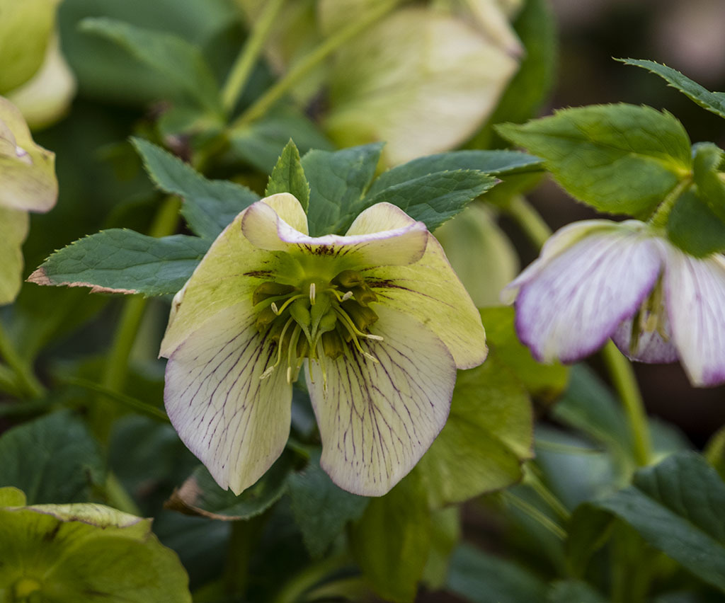 Click image for larger version

Name:	DSC_4025.jpg
Views:	97
Size:	175.5 KB
ID:	155139