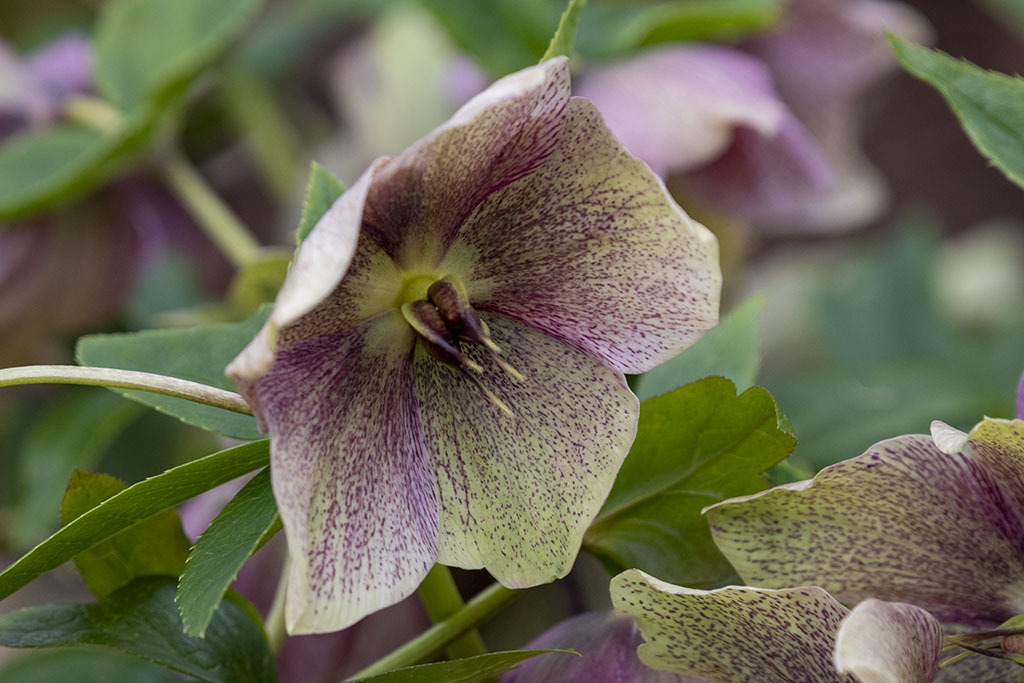 Click image for larger version

Name:	DSC_4028.jpg
Views:	96
Size:	200.3 KB
ID:	155140