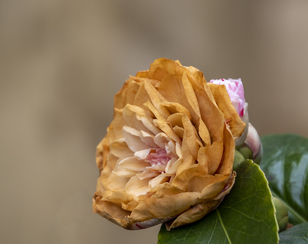 Click image for larger version

Name:	DSC_4057.jpg
Views:	96
Size:	233.8 KB
ID:	155141