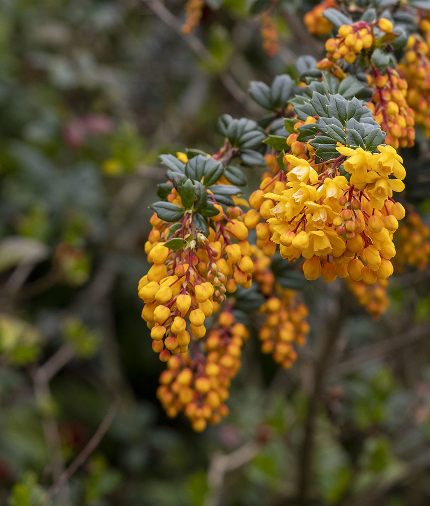 Click image for larger version

Name:	DSC_4042.jpg
Views:	94
Size:	207.6 KB
ID:	155160