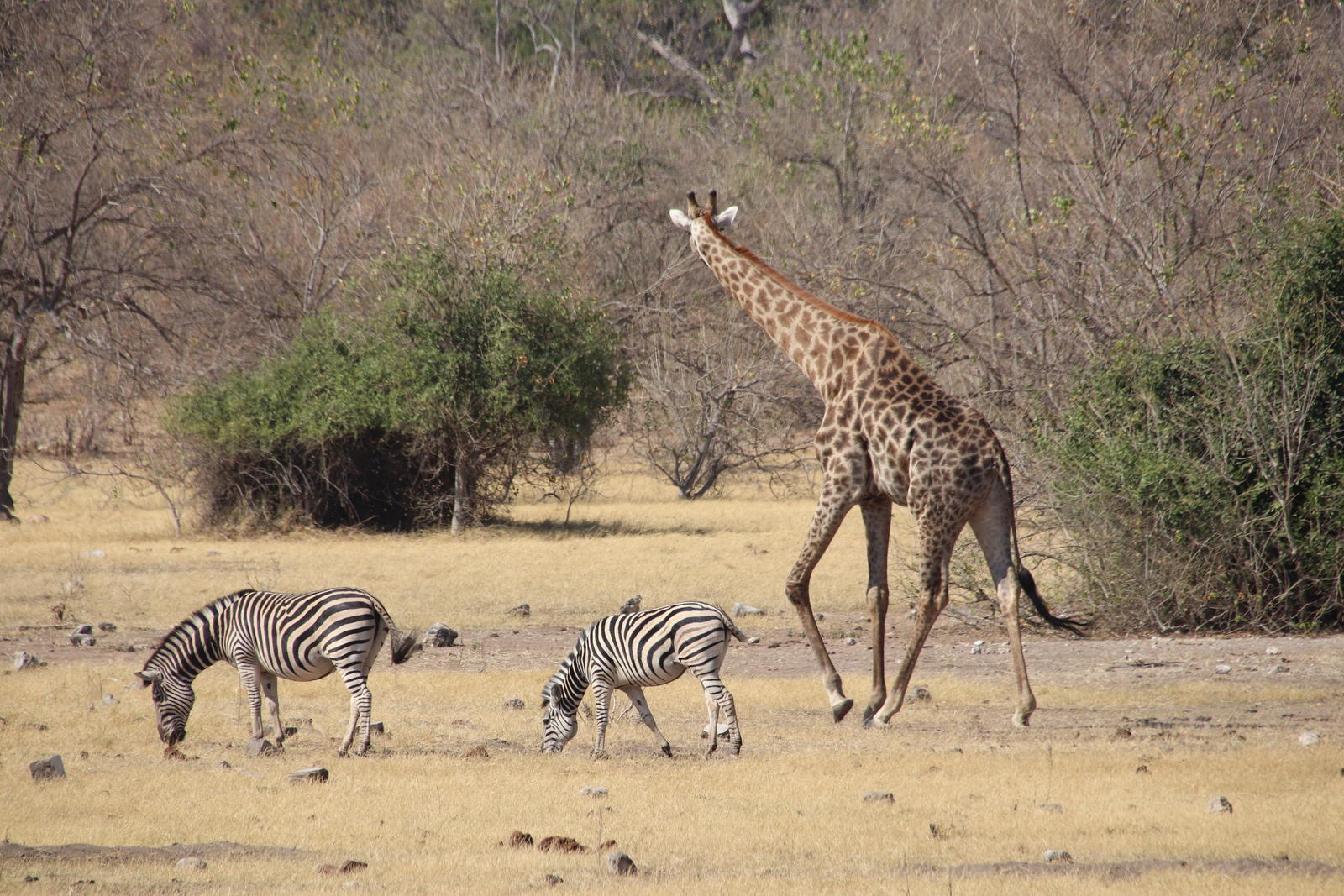 Click image for larger version

Name:	IMG_1721.JPG
Views:	78
Size:	374.9 KB
ID:	155210