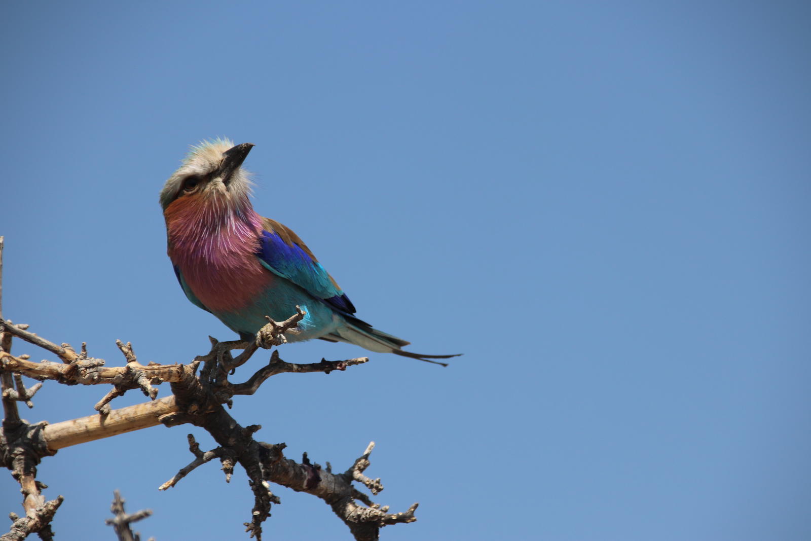 Click image for larger version

Name:	IMG_1745.JPG
Views:	66
Size:	101.7 KB
ID:	155211