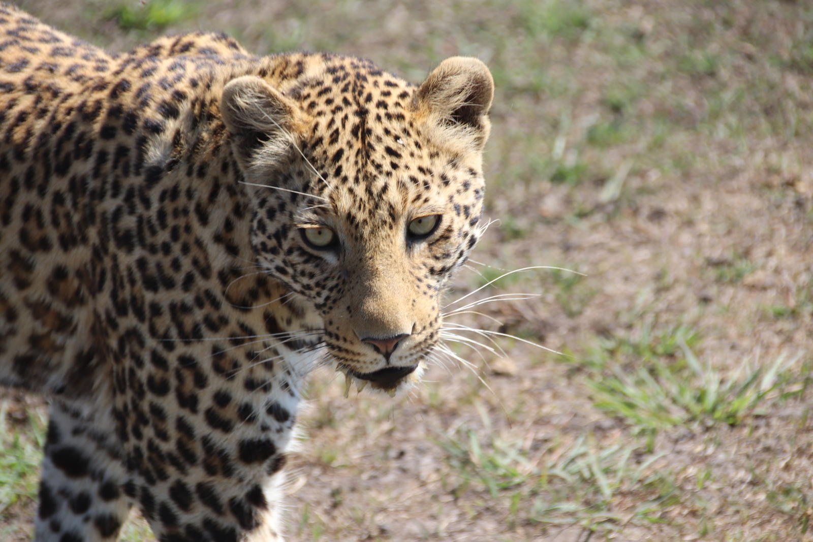 Click image for larger version

Name:	IMG_2280.JPG
Views:	79
Size:	241.5 KB
ID:	155212