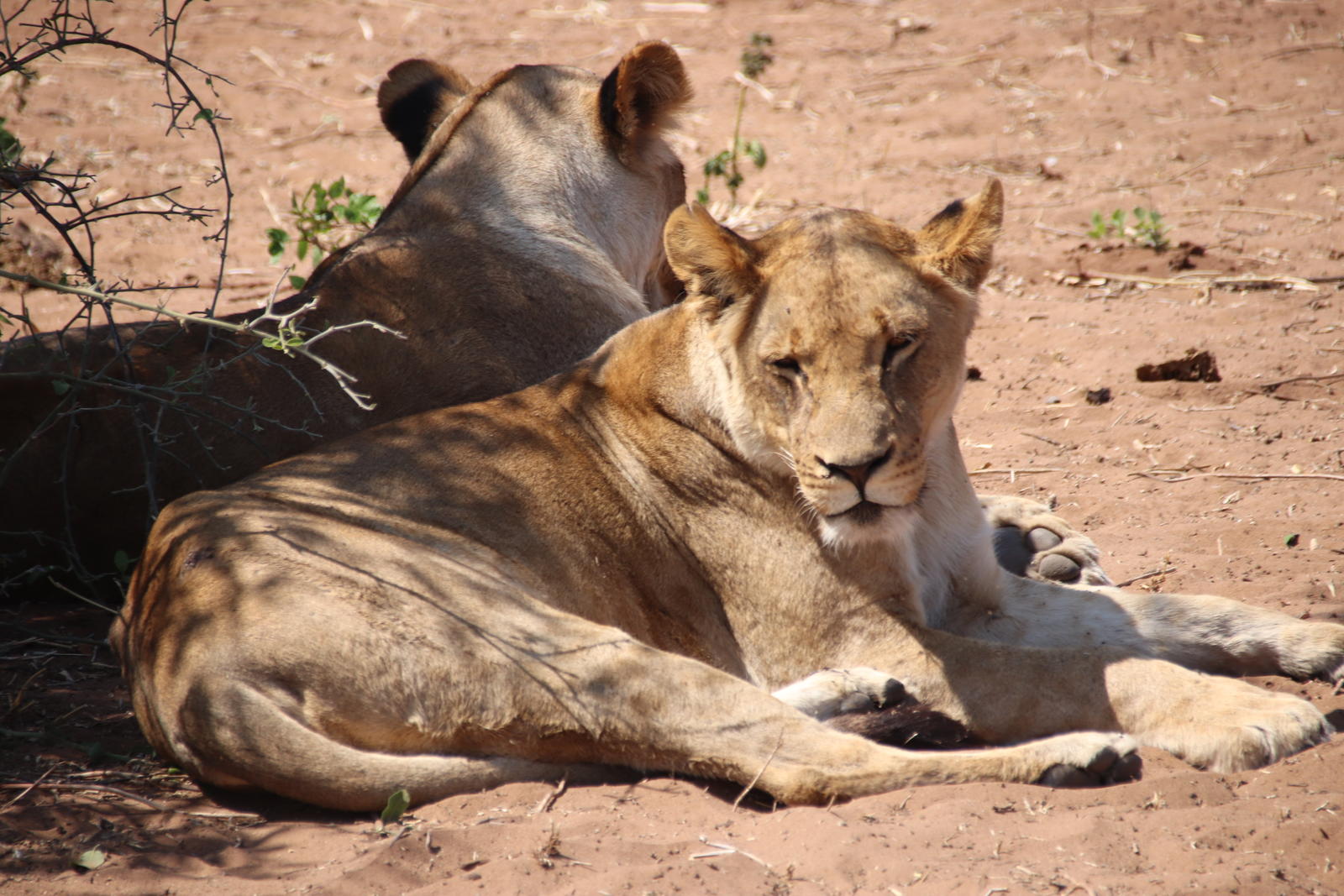 Click image for larger version

Name:	IMG_1776.JPG
Views:	80
Size:	281.9 KB
ID:	155213