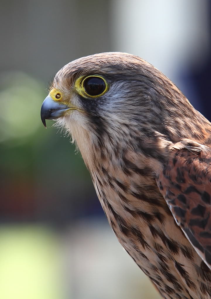 Click image for larger version

Name:	_MG_4342.jpg
Views:	164
Size:	95.6 KB
ID:	155258