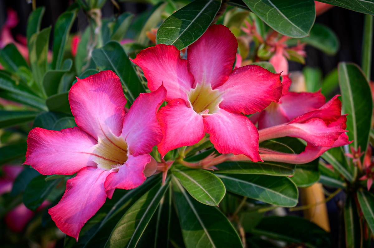 Click image for larger version

Name:	morning-blossoms-1.jpg
Views:	86
Size:	925.3 KB
ID:	155304