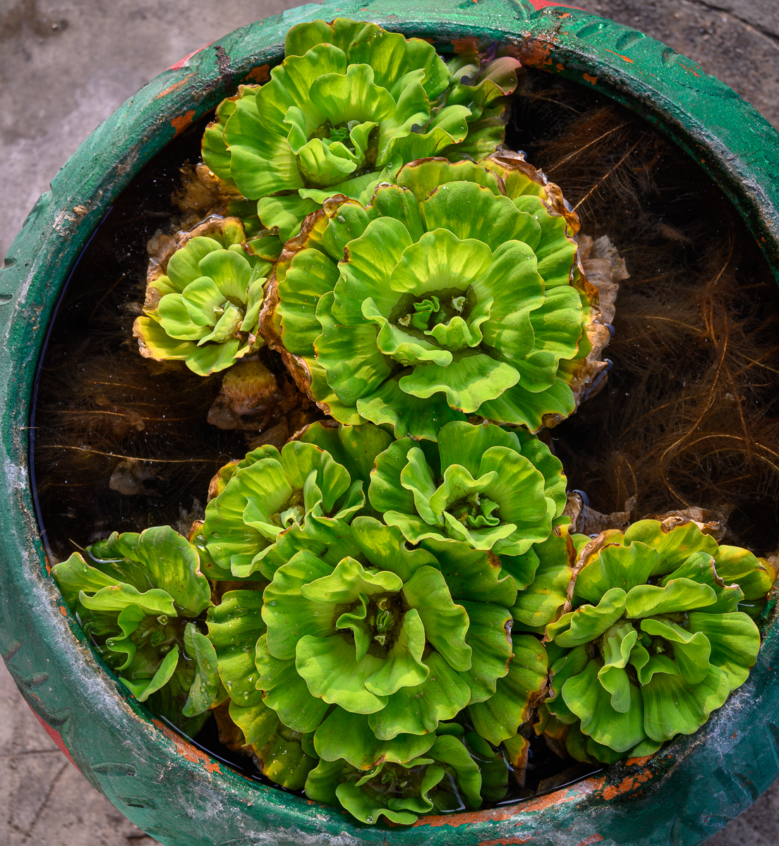 Click image for larger version

Name:	green-1.jpg
Views:	87
Size:	1.71 MB
ID:	155343