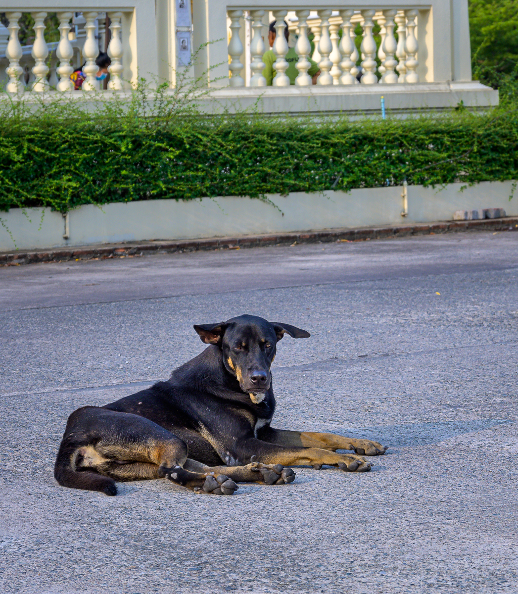 Click image for larger version

Name:	doggy-1-2.jpg
Views:	76
Size:	1.64 MB
ID:	155418