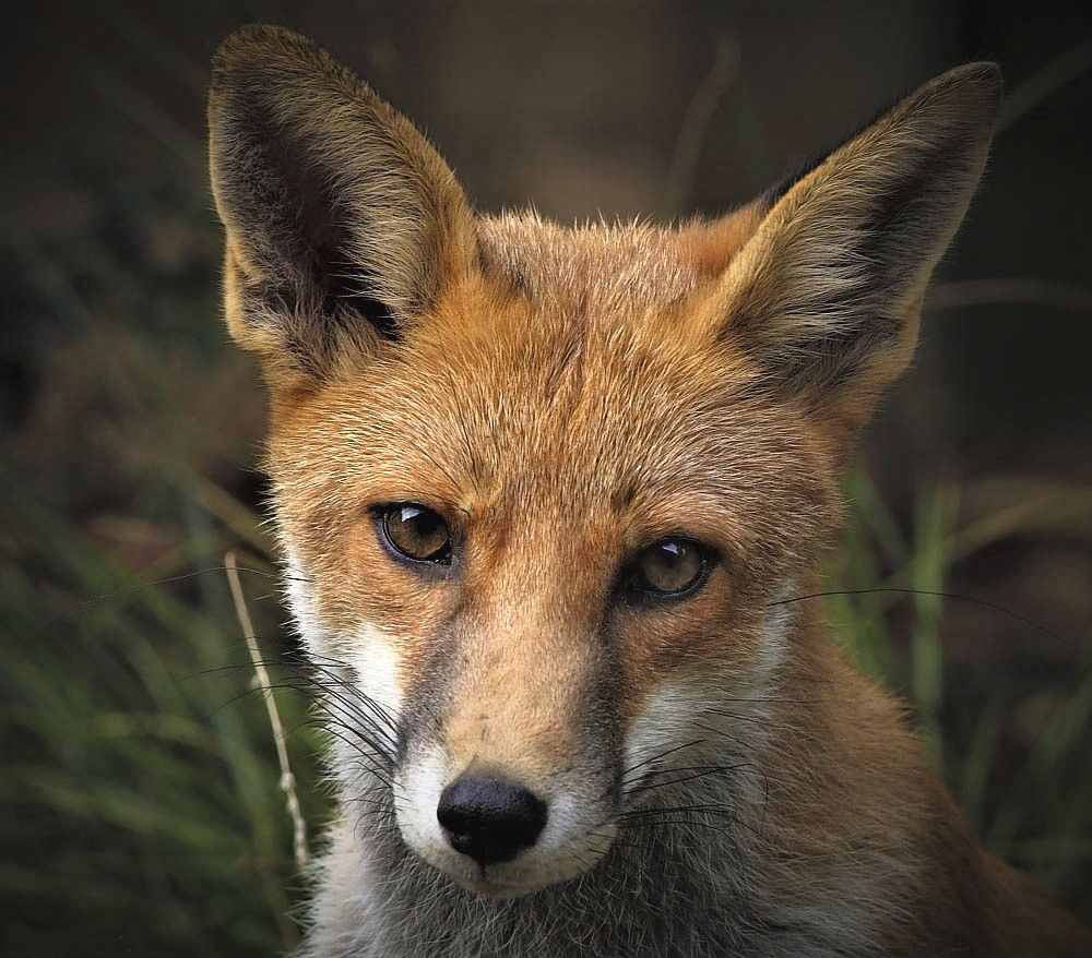 Click image for larger version

Name:	IMG_8387-2aa.JPG
Views:	73
Size:	428.6 KB
ID:	155429