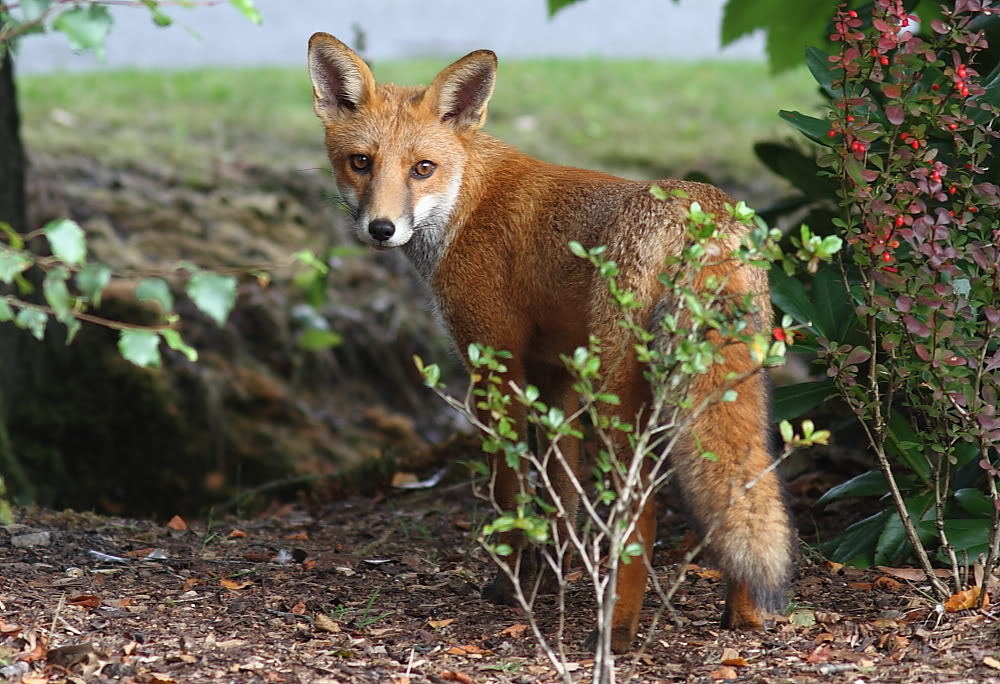 Click image for larger version

Name:	IMG_8461.jpg
Views:	135
Size:	145.0 KB
ID:	155473