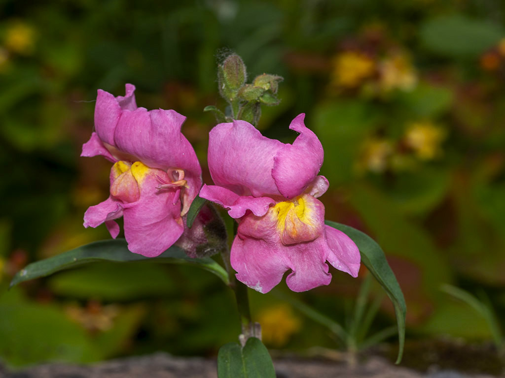 Click image for larger version

Name:	P6230057.jpg
Views:	79
Size:	152.8 KB
ID:	155636