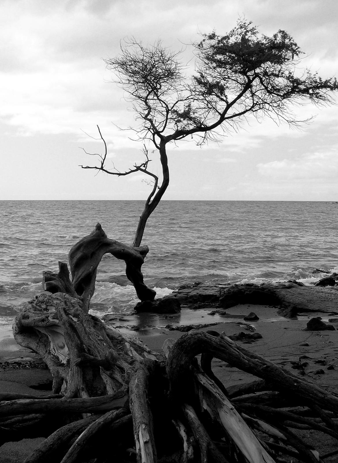 Click image for larger version

Name:	hawaii tree bw.jpg
Views:	78
Size:	301.2 KB
ID:	155645