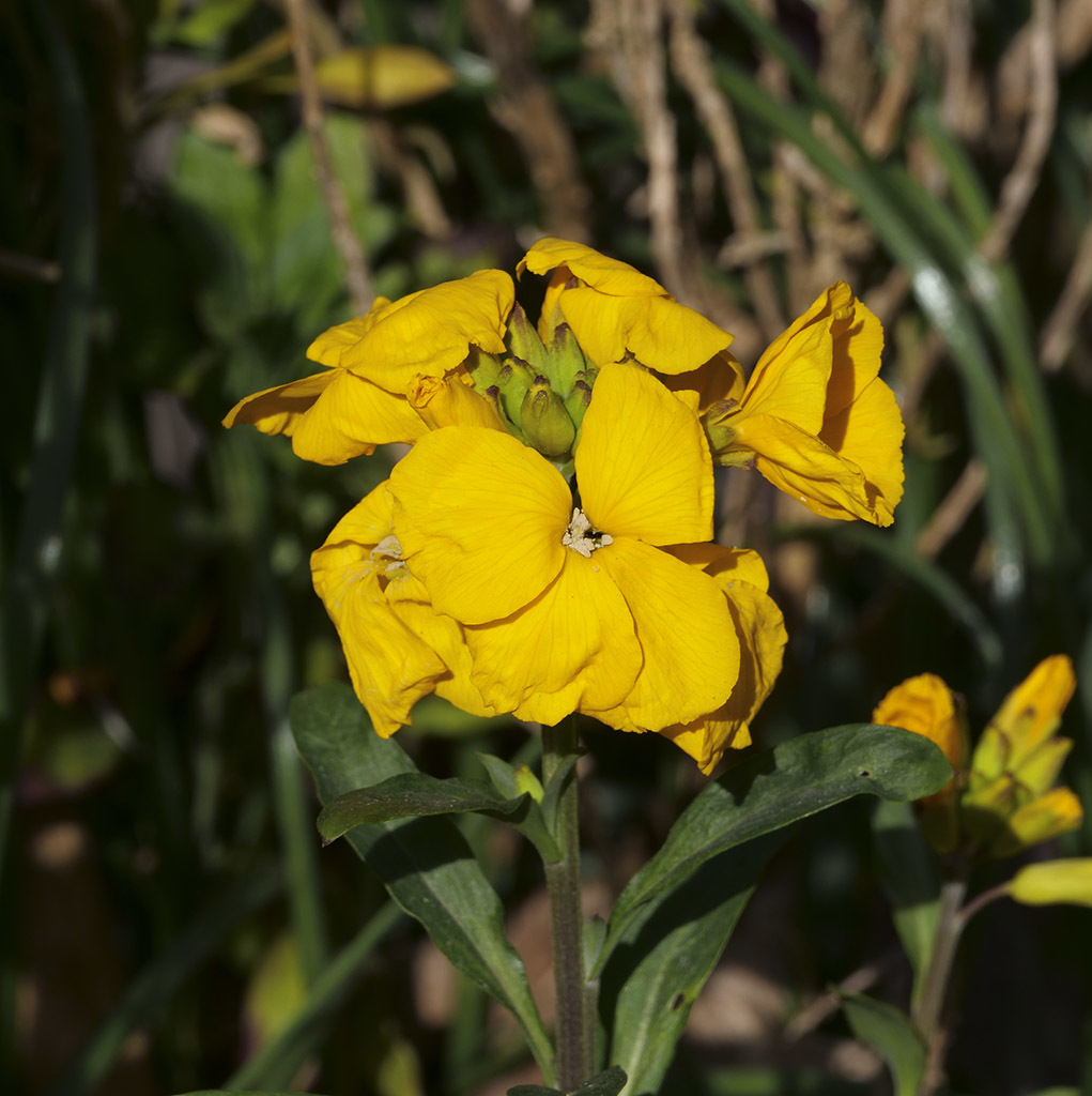 Click image for larger version

Name:	P1010039.jpg
Views:	111
Size:	229.0 KB
ID:	155743