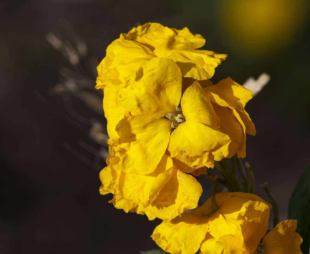 Click image for larger version

Name:	P1010042.jpg
Views:	124
Size:	223.0 KB
ID:	155745