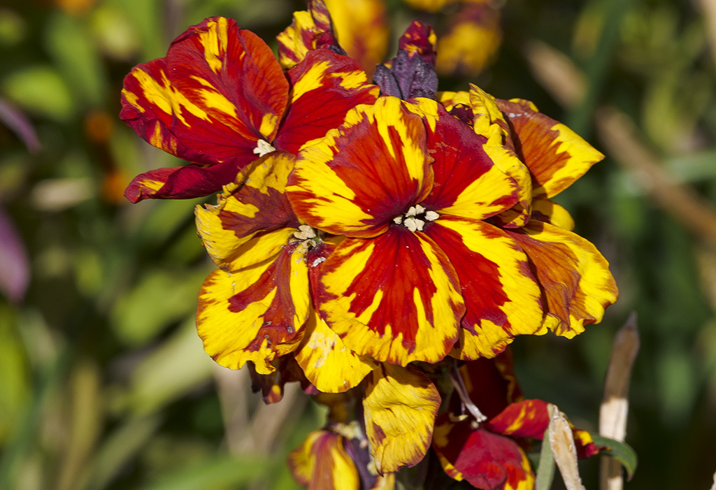 Click image for larger version

Name:	P1010053.jpg
Views:	117
Size:	301.7 KB
ID:	155746