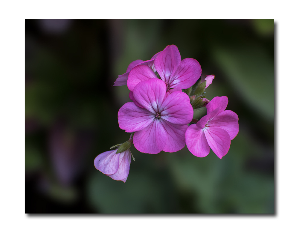 Click image for larger version

Name:	dsc_1932_21199957829_o.jpg
Views:	122
Size:	276.2 KB
ID:	155869