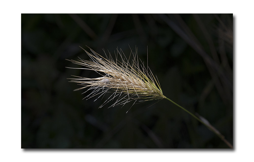 Click image for larger version

Name:	dsc_1598_21003205218_o.jpg
Views:	115
Size:	296.3 KB
ID:	155870