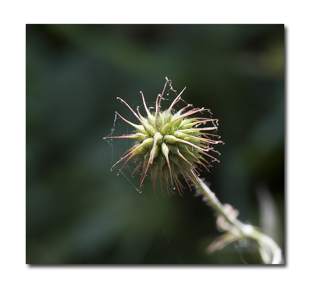 Click image for larger version

Name:	dsc_1604_21003205248_o.jpg
Views:	120
Size:	375.1 KB
ID:	155871