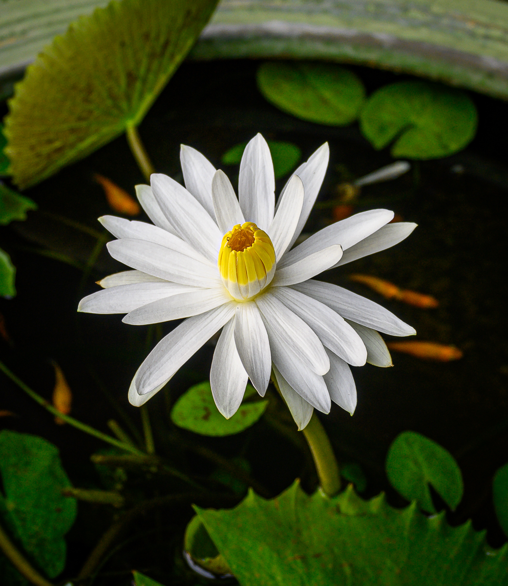 Click image for larger version

Name:	flower-3.jpg
Views:	100
Size:	1,012.5 KB
ID:	155910