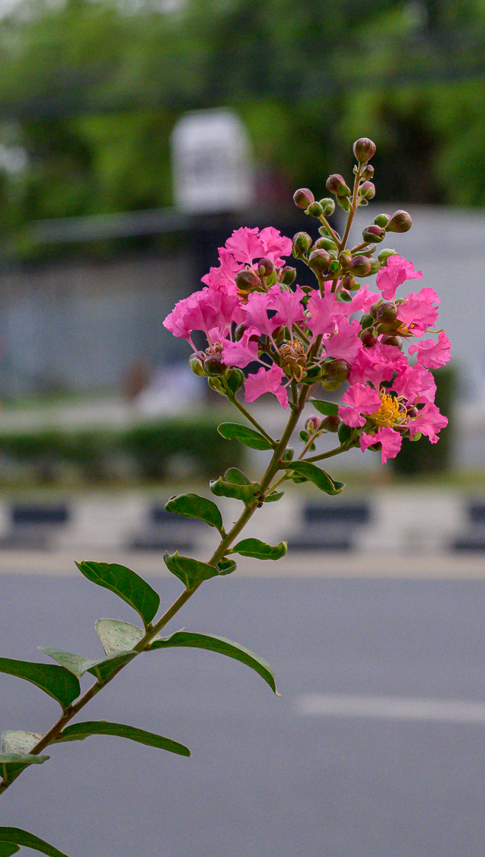 Click image for larger version

Name:	flower-10.jpg
Views:	98
Size:	953.6 KB
ID:	155919