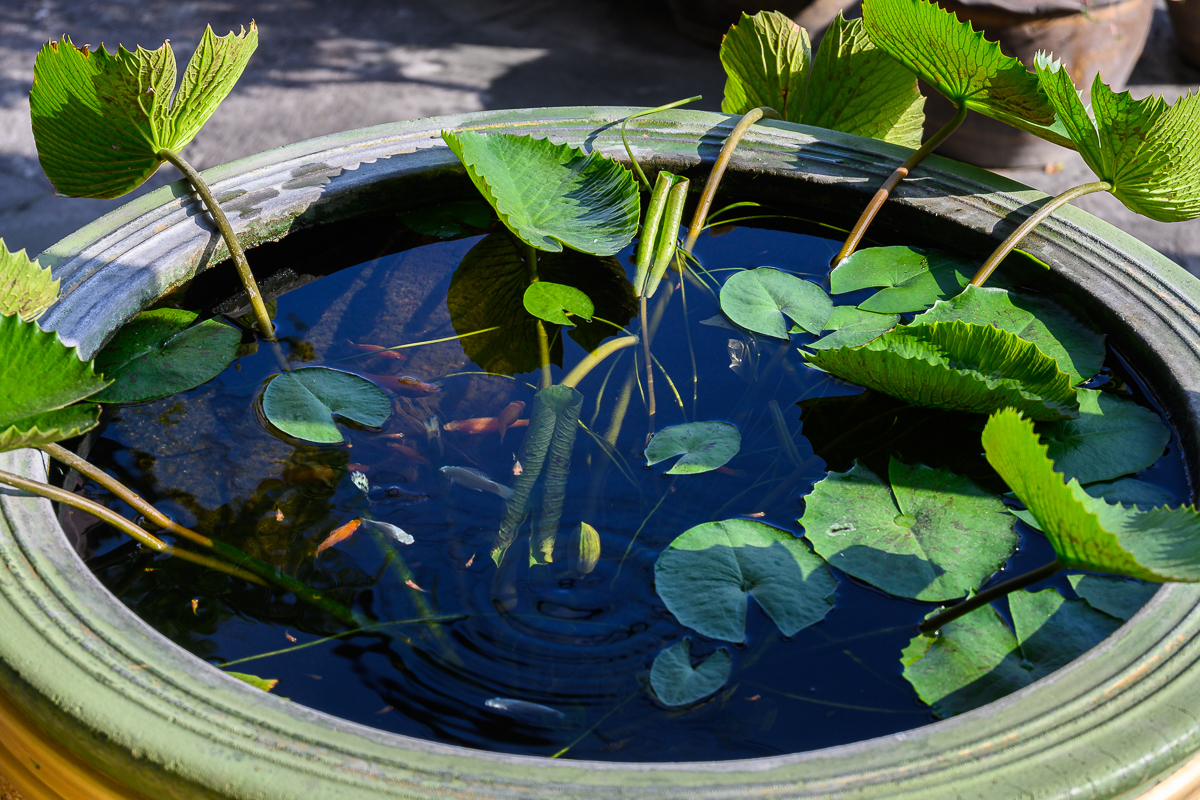 Click image for larger version

Name:	fish-1.jpg
Views:	112
Size:	1.01 MB
ID:	155948