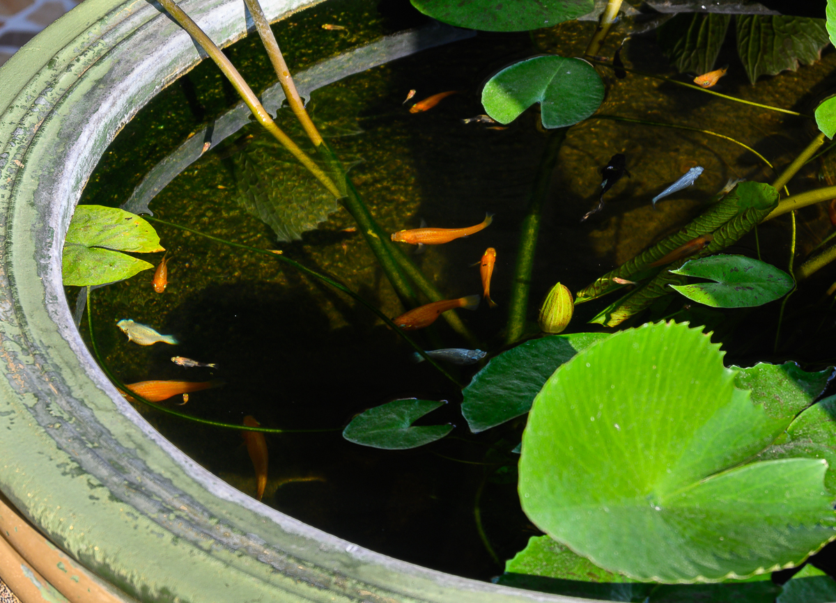 Click image for larger version

Name:	fish-2.jpg
Views:	83
Size:	1,013.6 KB
ID:	155949