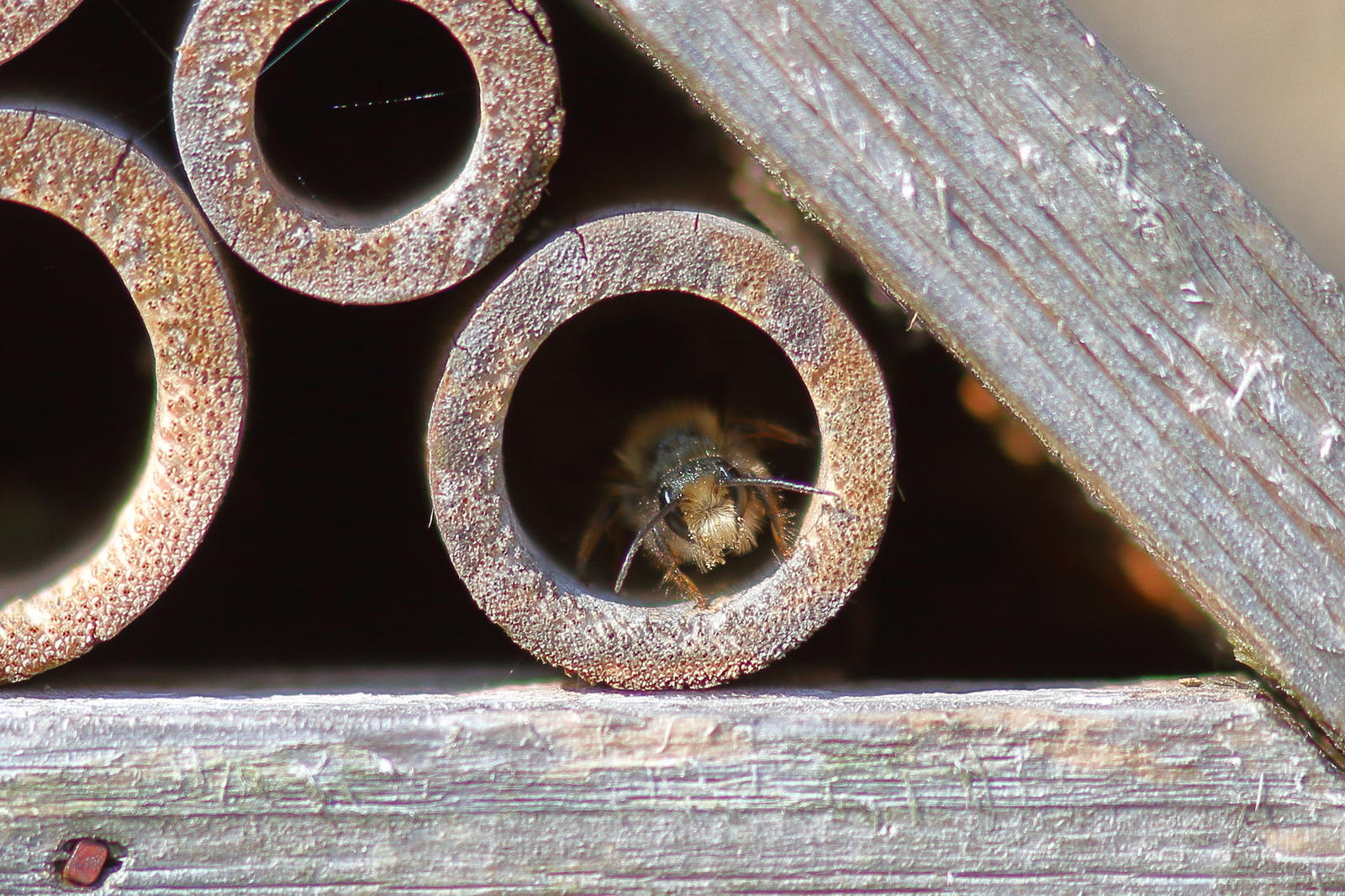 Click image for larger version  Name:	_MG_8405.JPG Views:	0 Size:	355.3 KB ID:	155958