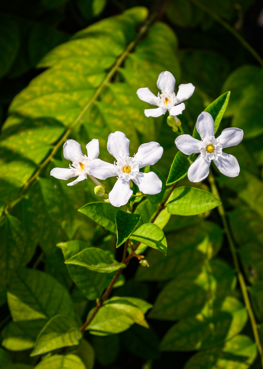 Click image for larger version

Name:	blossom-neighbor-white-1.jpg
Views:	89
Size:	800.1 KB
ID:	155961