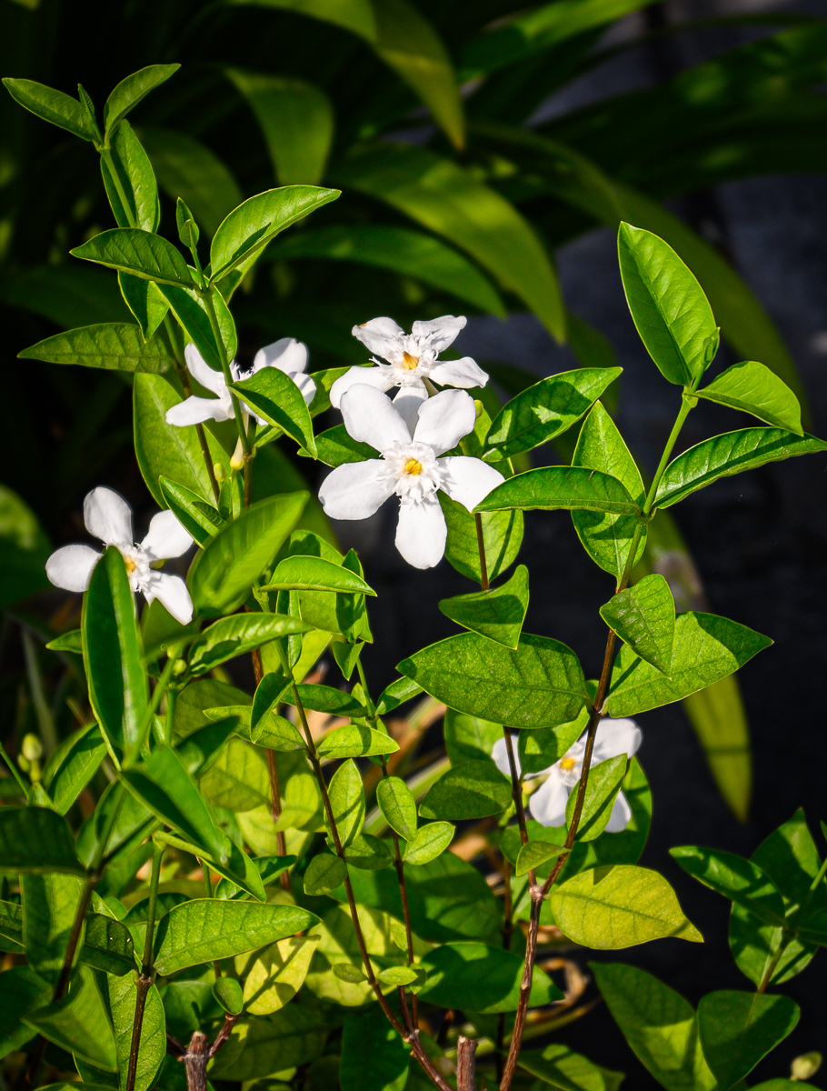 Click image for larger version

Name:	blossom-neighbor-white-2.jpg
Views:	86
Size:	1.07 MB
ID:	155962