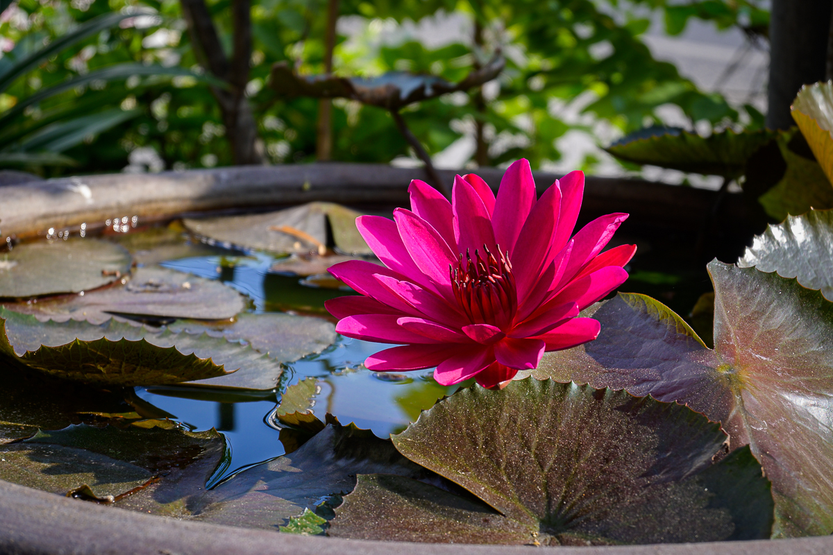 Click image for larger version

Name:	blossom-neighbor-1.jpg
Views:	86
Size:	884.6 KB
ID:	155997