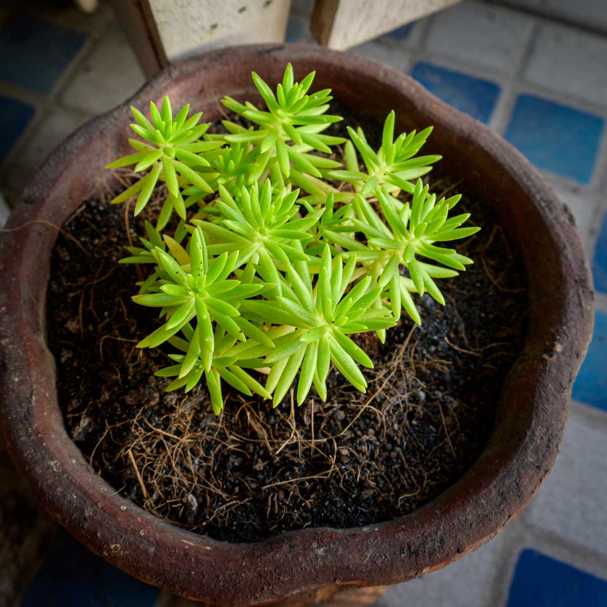 Click image for larger version

Name:	new-green-1.jpg
Views:	109
Size:	1.41 MB
ID:	156004