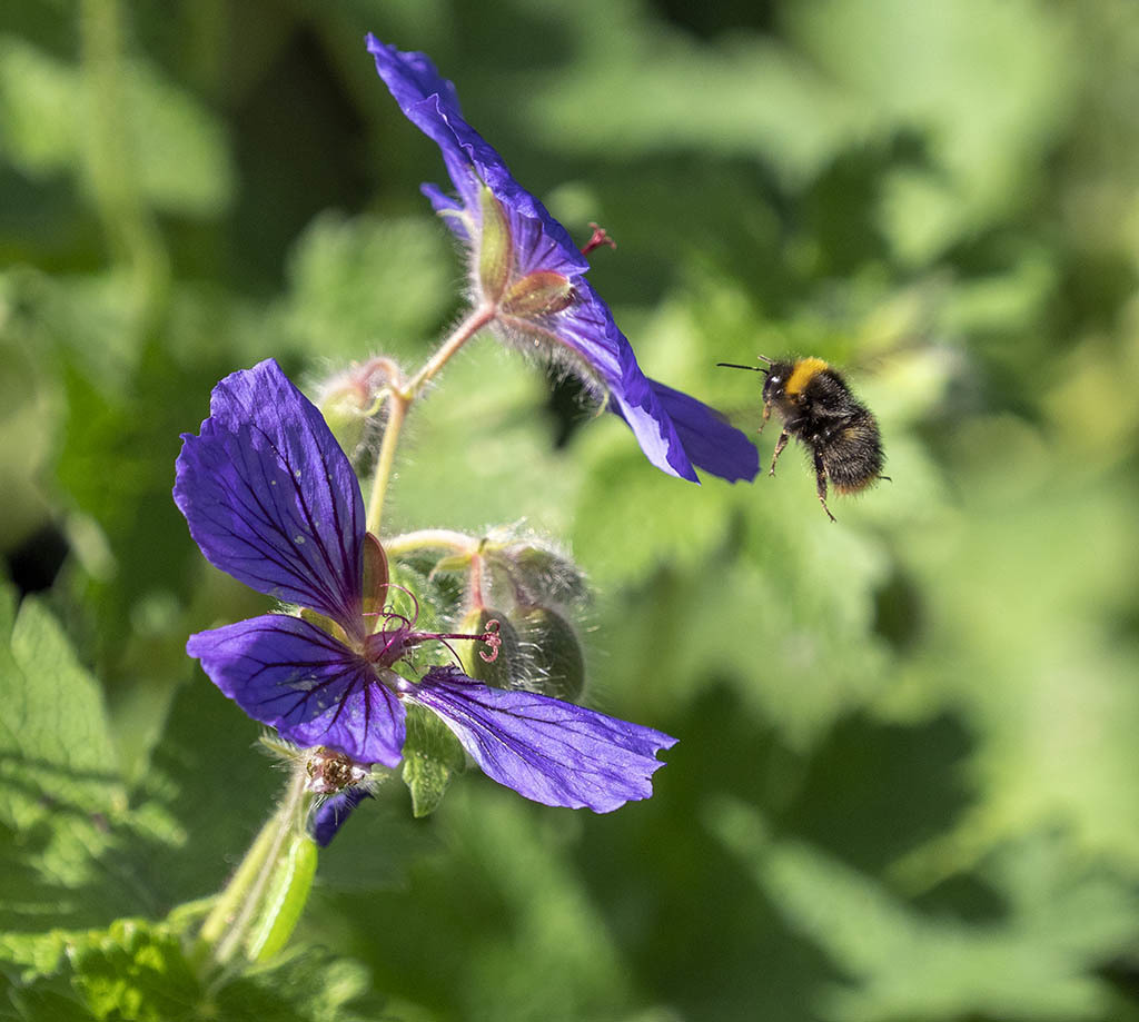 Click image for larger version

Name:	P6130194.jpg
Views:	72
Size:	165.0 KB
ID:	156020