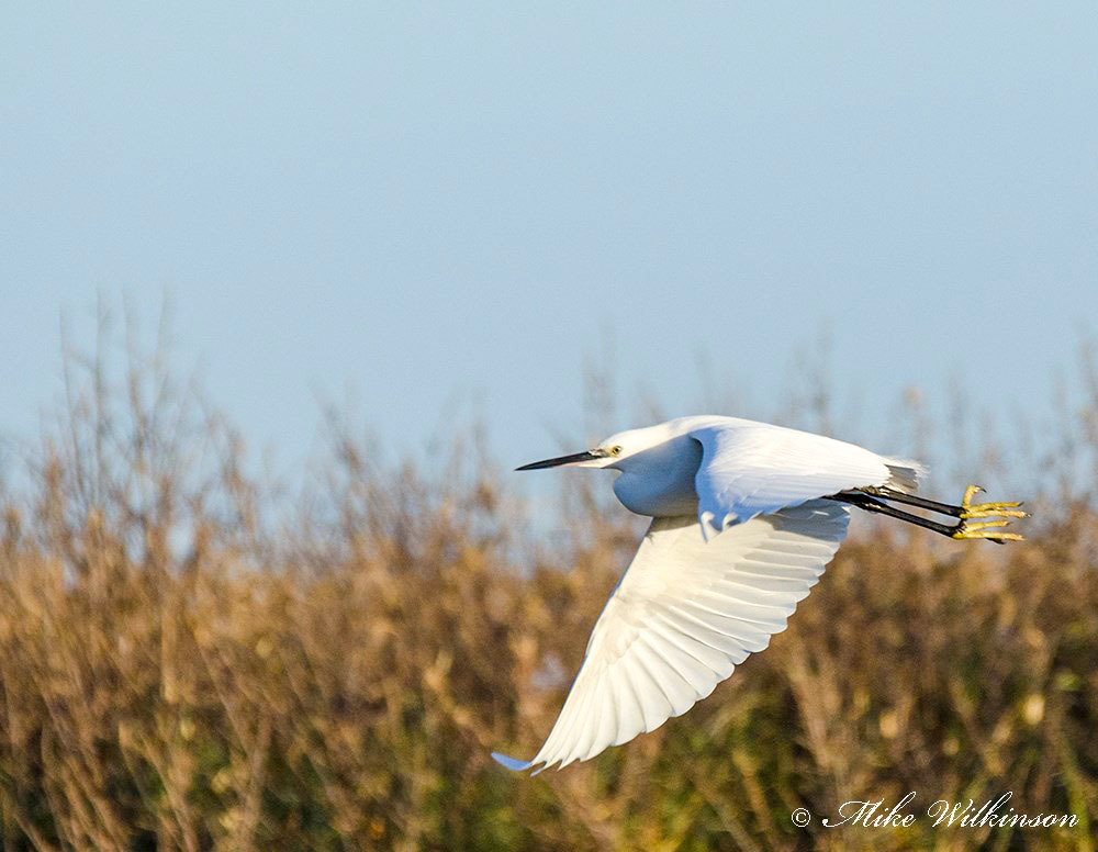 Click image for larger version

Name:	dsc_6105_11449056805_o.jpg
Views:	28
Size:	149.8 KB
ID:	156133