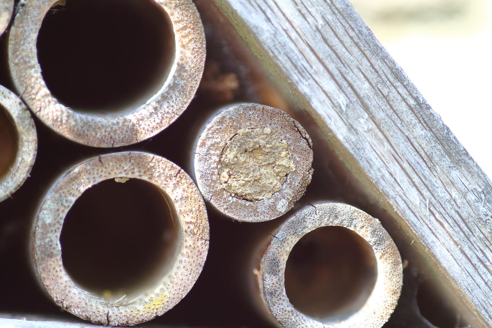 Click image for larger version  Name:	_MG_8483.JPG Views:	4 Size:	284.5 KB ID:	156165