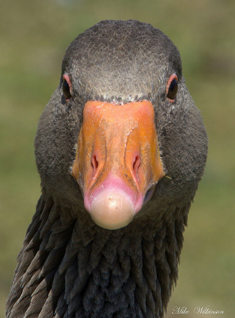 Click image for larger version

Name:	nikon-d7000nikon-55-300_9531669520_o.jpg
Views:	81
Size:	200.5 KB
ID:	156271